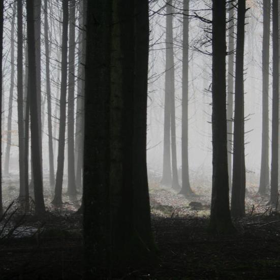 Mørk skov