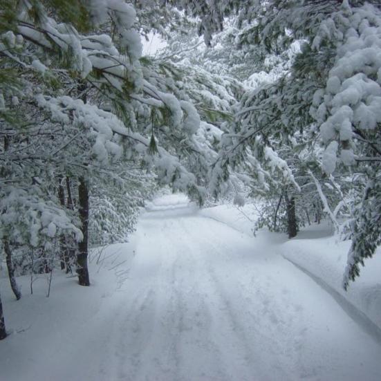 Tilsneet skov